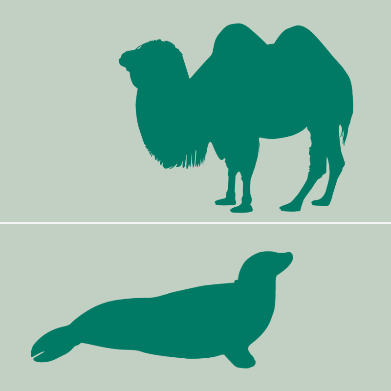 Patenschaft Seehund und Kamel